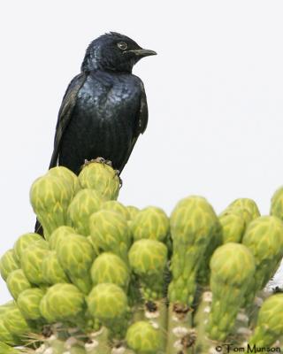 Purple Martin