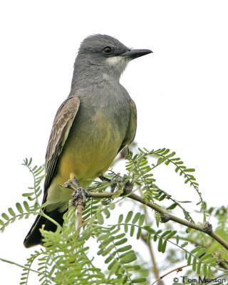 Cassins Kingbird