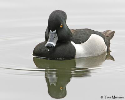 Ringed-necked  Duck