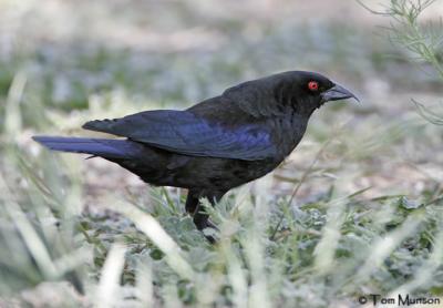 Bronzed Cowbird