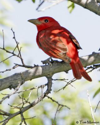 Summer Tanager