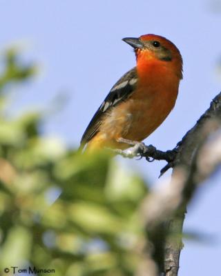 Flame-colored Tanager (Male)