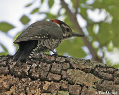 Arizona Woodpecker