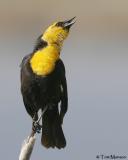 Yellow-headed Blackbird