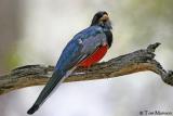 Elegant Trogon (male)