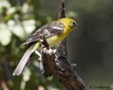 Flame-colored Tanager (Female)