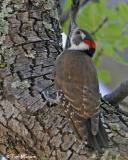 Arizona Woodpecker