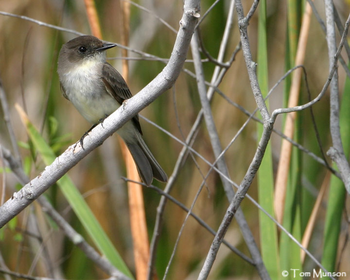 Eastern Phoebe