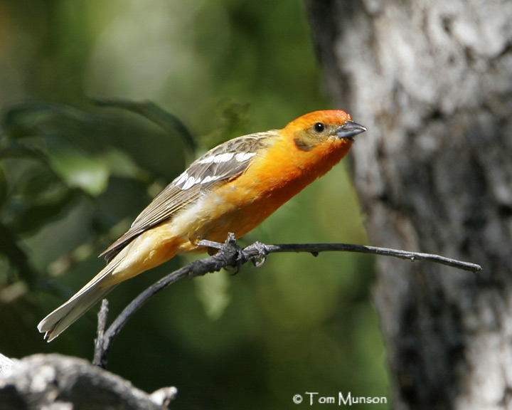 Flame-colored Tanager