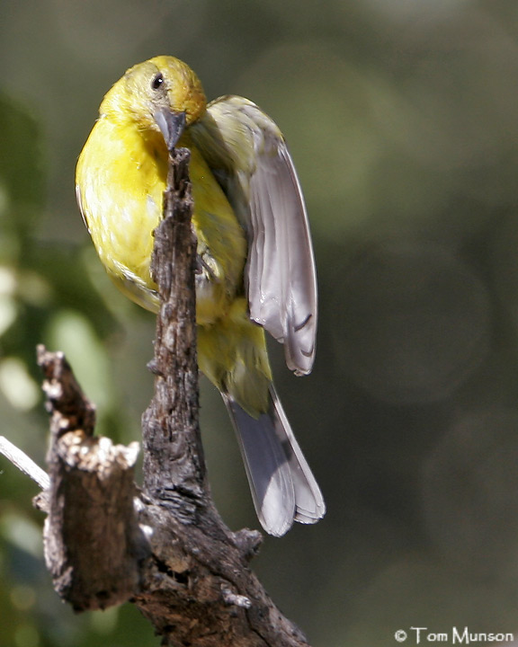 Flame-colored Tanager (female)