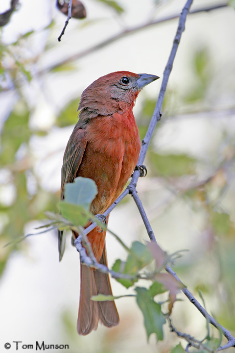 Hepatic Tanager