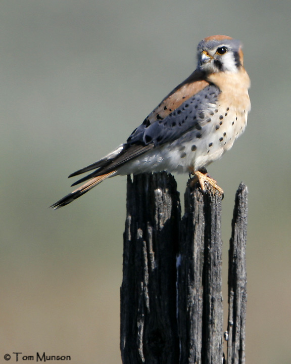 American Kestrel