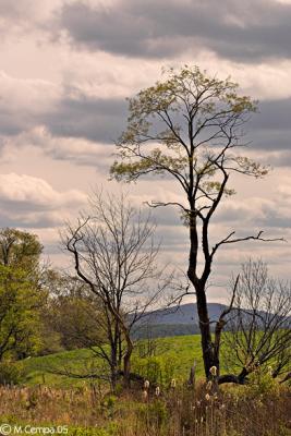 tree on the trail
