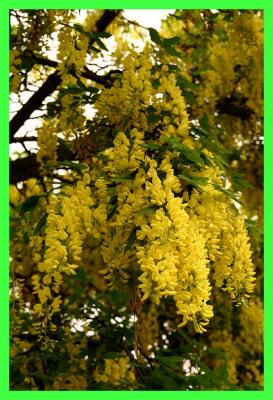 IMG_4577_G.JPG