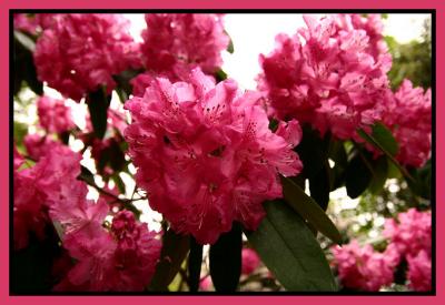 IMG_4613_G.JPG