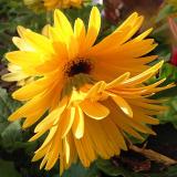 09 MAY 05 LEAPFROG GERBERAS