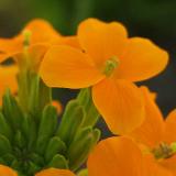 09 MAY 05 ORANGE FLOWER
