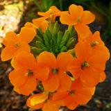 09 MAY 05 ORANGE FLOWER