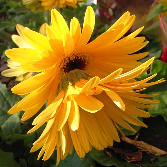 09 MAY 05 LEAPFROG GERBERAS