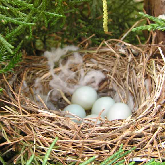 SPARROW NEST
