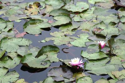 ...water lilies and...