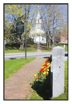 Wiscasset Tulips