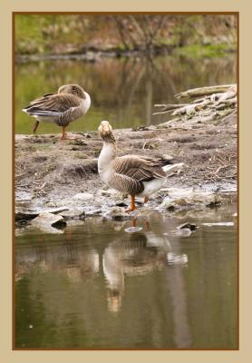 u26/cokids/medium/43414986._MG_1767Goose.jpg