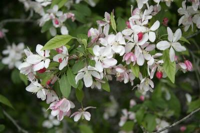 Apple Tree Blossoms2035.jpg
