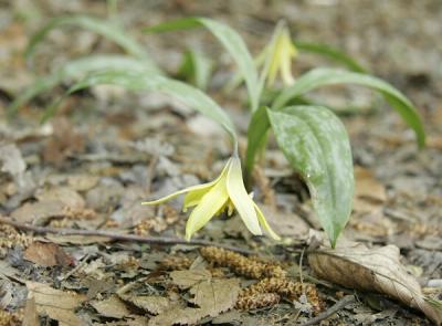 Trout Lily2072.jpg