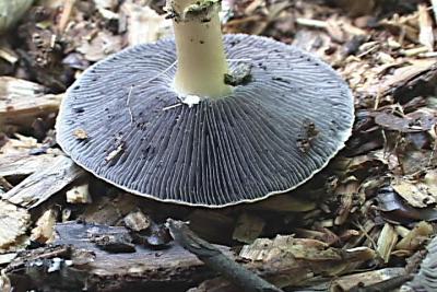 Stropharia rugosoannulata gills.jpg