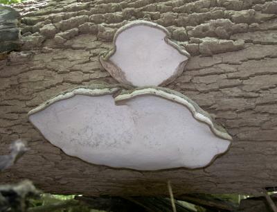 Ganoderma applanatum2106.jpg