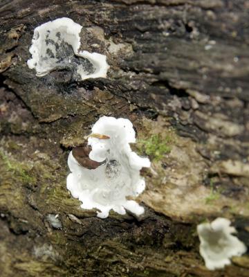 Ganoderma applanatum2132.jpg