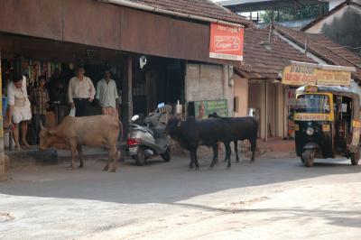 Street cattle