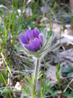 pasque flower-early eve 6