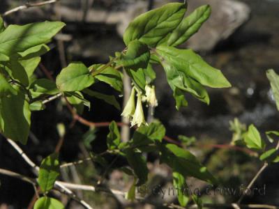 bellwort?