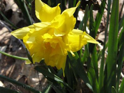 daffodil