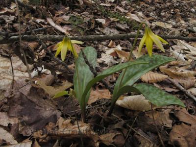 trout lily