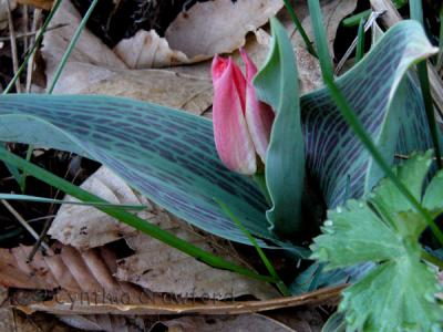 tulip emerging