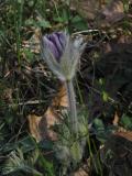pasque flower emerging