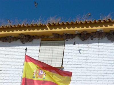 House Martin colony in El Roco - Doana