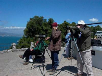Birdwatching in Gibraltar - Jew's Gate