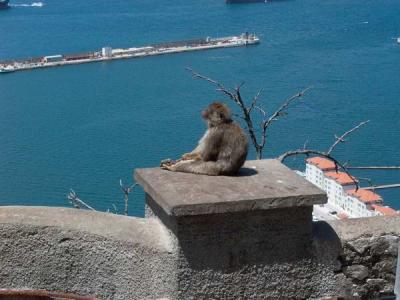 Gibraltar - Barbary Ape