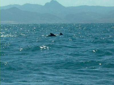 Whale watching - Pilot Whales in Tarifa