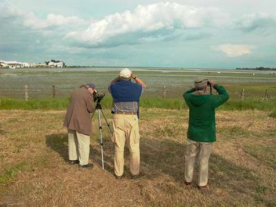 Birding in Doana - Marismas del Roco