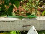 Phelsuma lineata (Madagascar)