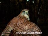 Mauritius Kestrel (Falco punctatus)