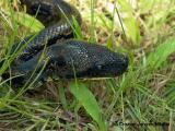 Madagascar Ground Boa (Acrantophis madagascariensis)