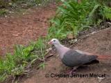 Pink Pigeon (Columba mayeri)