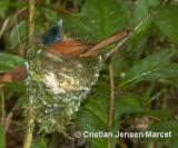 Madagascar Paradise Flycatcher (Terpsiphone mutata)