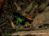 Painted mantella (Mantella madagascariensis)